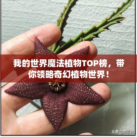 我的世界魔法植物TOP榜,带你领略奇幻植物世界!