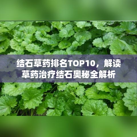 结石草药排名TOP10，解读草药治疗结石奥秘全解析