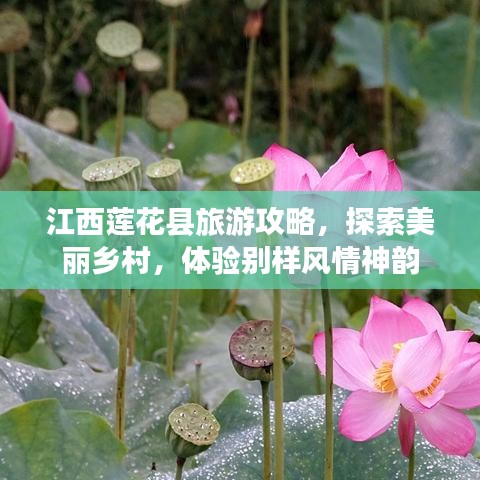 江西莲花县旅游攻略,探索美丽乡村,体验别样风情神韵