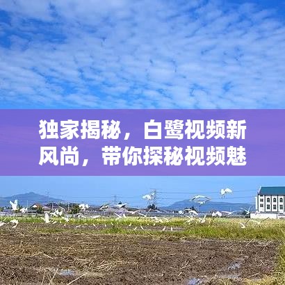 独家揭秘，白鹭视频新风尚，带你探秘视频魅力！