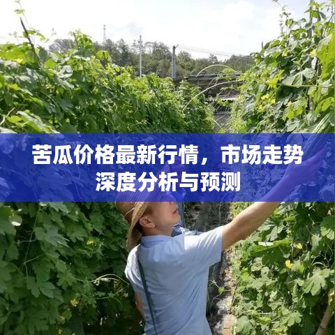 苦瓜价格最新行情，市场走势深度分析与预测
