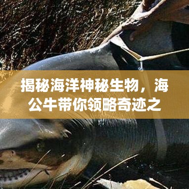 揭秘海洋神秘生物，海公牛带你领略奇迹之旅
