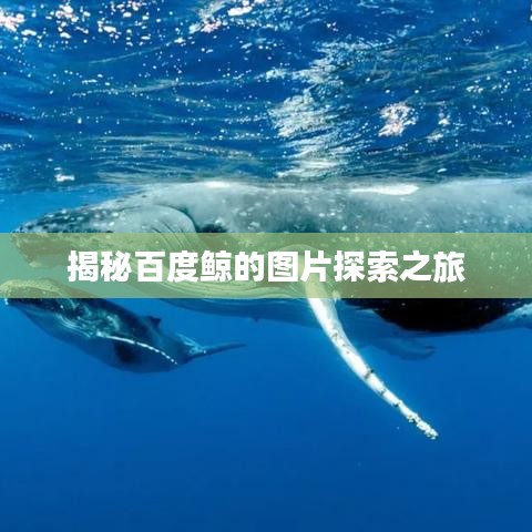 揭秘百度鲸的图片探索之旅