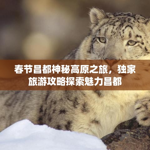 春节昌都神秘高原之旅，独家旅游攻略探索魅力昌都