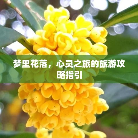梦里花落，心灵之旅的旅游攻略指引