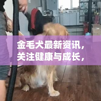 金毛犬最新资讯，关注健康与成长，专业解读金毛成长秘籍