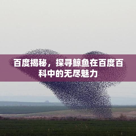 百度揭秘，探寻鲸鱼在百度百科中的无尽魅力