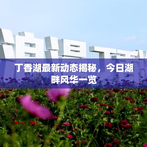 丁香湖最新动态揭秘,今日湖畔风华一览