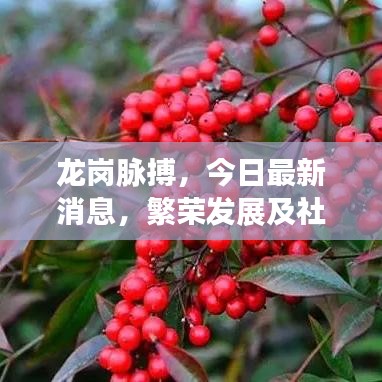 龙岗脉搏，今日最新消息，繁荣发展及社区动态全掌握