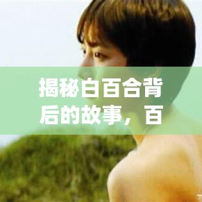 揭秘白百合背后的故事，百度背后的故事引人探寻