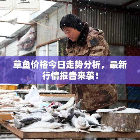 草鱼价格今日走势分析，最新行情报告来袭！