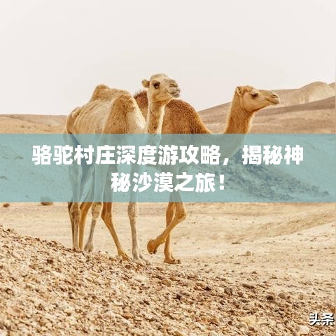 骆驼村庄深度游攻略，揭秘神秘沙漠之旅！