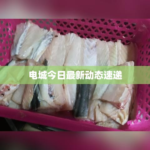 电城今日最新动态速递