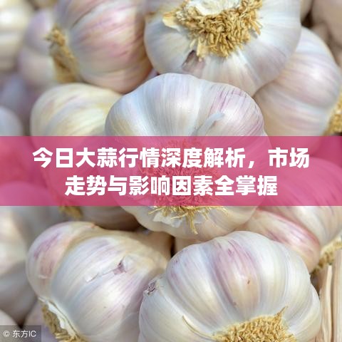 今日大蒜行情深度解析,市场走势与影响因素全掌握