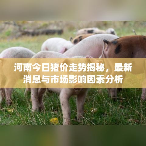 河南今日猪价走势揭秘，最新消息与市场影响因素分析