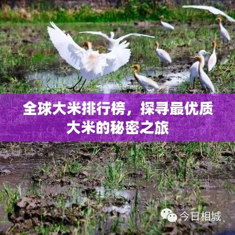 全球大米排行榜,探寻最优质大米的秘密之旅