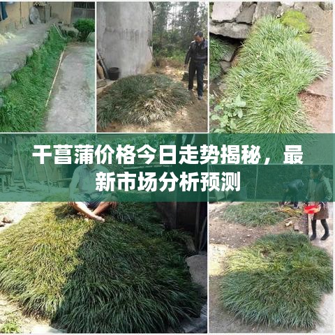 干菖蒲价格今日走势揭秘，最新市场分析预测