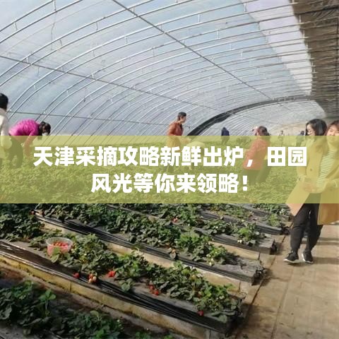 天津采摘攻略新鲜出炉，田园风光等你来领略！