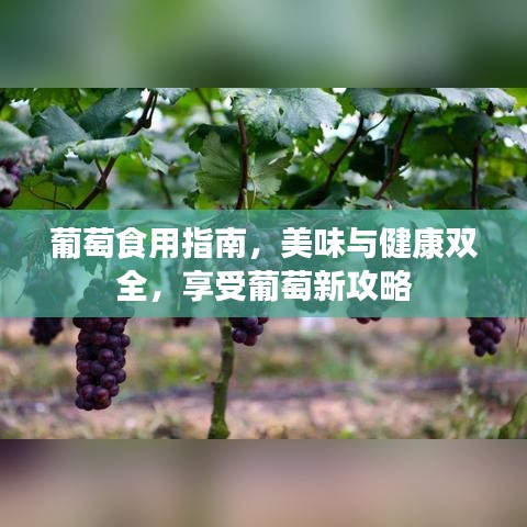 葡萄食用指南，美味与健康双全，享受葡萄新攻略