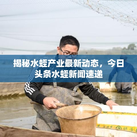 揭秘水蛭产业最新动态，今日头条水蛭新闻速递