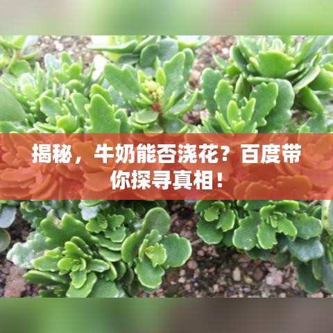 揭秘，牛奶能否浇花？百度带你探寻真相！