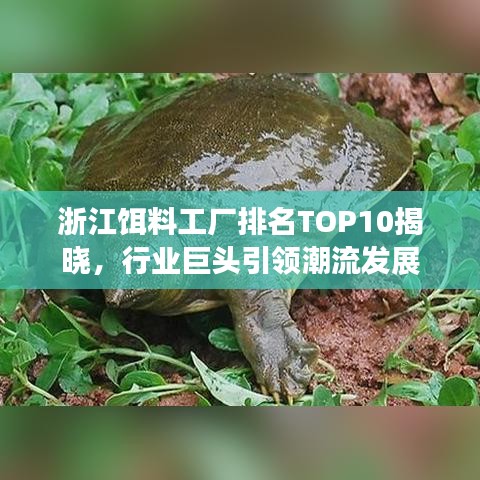 浙江饵料工厂排名TOP10揭晓，行业巨头引领潮流发展