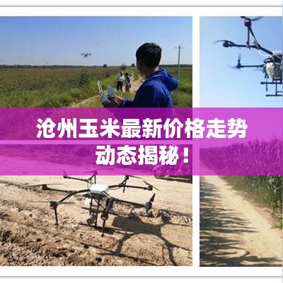 沧州玉米最新价格走势动态揭秘!