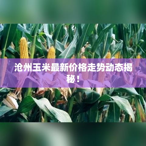 沧州玉米最新价格走势动态揭秘!