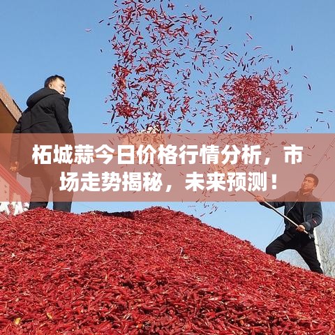 柘城蒜今日价格行情分析，市场走势揭秘，未来预测！