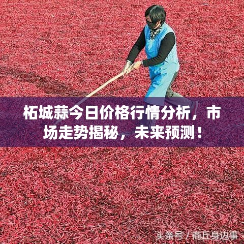 柘城蒜今日价格行情分析,市场走势揭秘,未来预测!