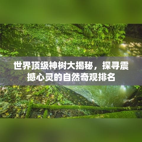 世界顶级神树大揭秘，探寻震撼心灵的自然奇观排名