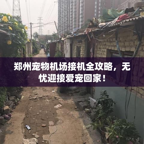 郑州宠物机场接机全攻略，无忧迎接爱宠回家！