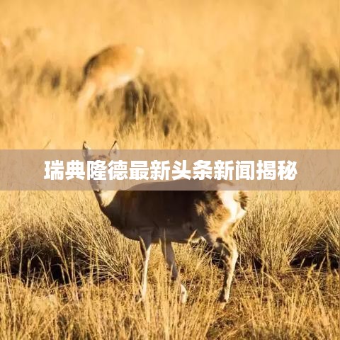 瑞典隆德最新头条新闻揭秘