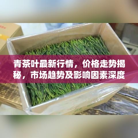 青茶叶最新行情，价格走势揭秘，市场趋势及影响因素深度剖析