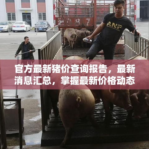 官方最新猪价查询报告,最新消息汇总,掌握最新价格动态