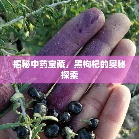 揭秘中药宝藏，黑枸杞的奥秘探索
