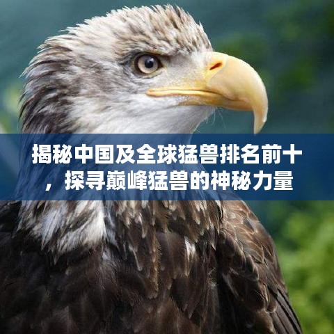 揭秘中国及全球猛兽排名前十，探寻巅峰猛兽的神秘力量