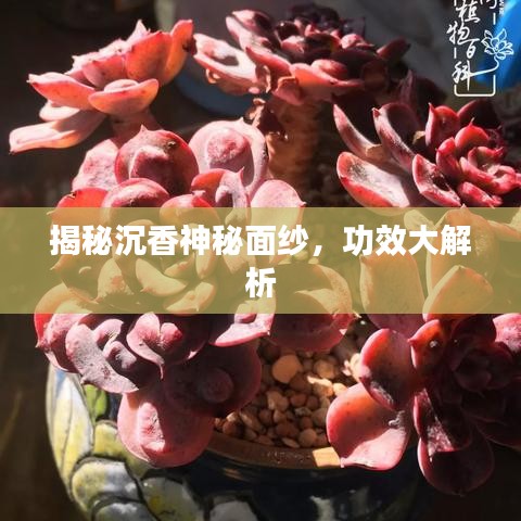 揭秘沉香神秘面纱,功效大解析