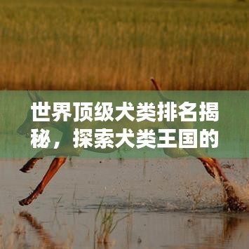 世界顶级犬类排名揭秘，探索犬类王国的瑰宝