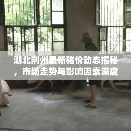 湖北荆州最新猪价动态揭秘，市场走势与影响因素深度解析