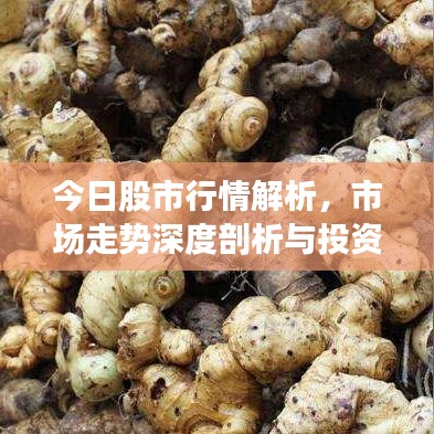 今日股市行情解析，市场走势深度剖析与投资机会探讨