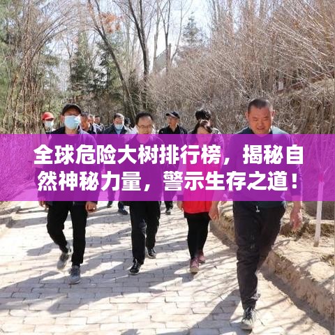 全球危险大树排行榜，揭秘自然神秘力量，警示生存之道！