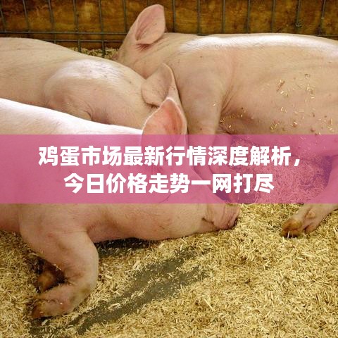 鸡蛋市场最新行情深度解析,今日价格走势一网打尽