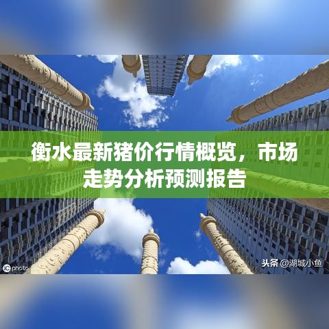 衡水最新猪价行情概览，市场走势分析预测报告