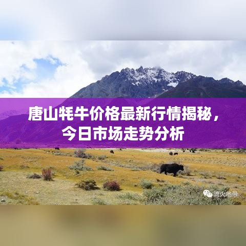唐山牦牛价格最新行情揭秘，今日市场走势分析
