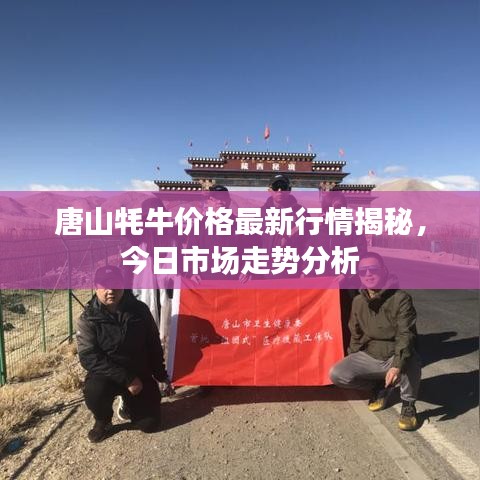 唐山牦牛价格最新行情揭秘,今日市场走势分析