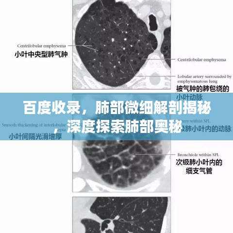 百度收录，肺部微细解剖揭秘，深度探索肺部奥秘