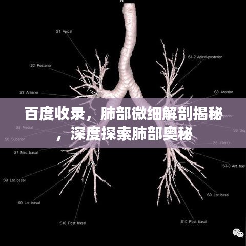 百度收录,肺部微细解剖揭秘,深度探索肺部奥秘