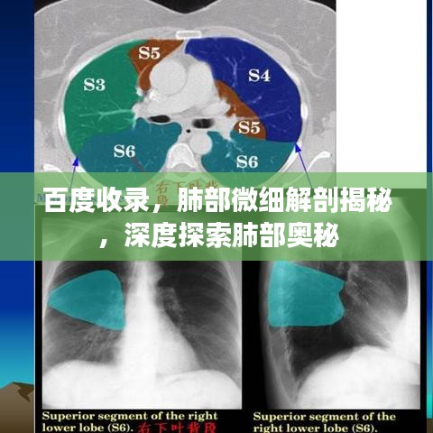 百度收录,肺部微细解剖揭秘,深度探索肺部奥秘