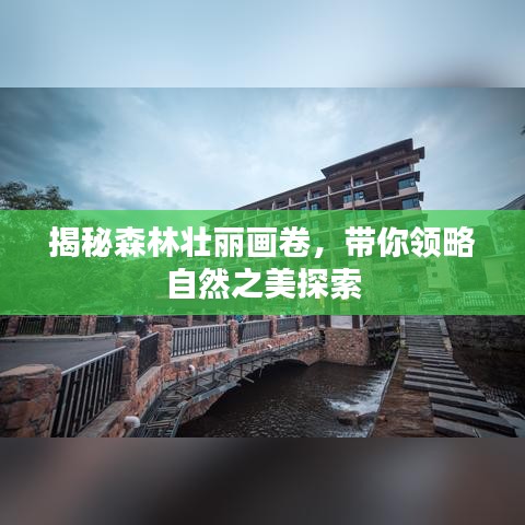 揭秘森林壮丽画卷，带你领略自然之美探索